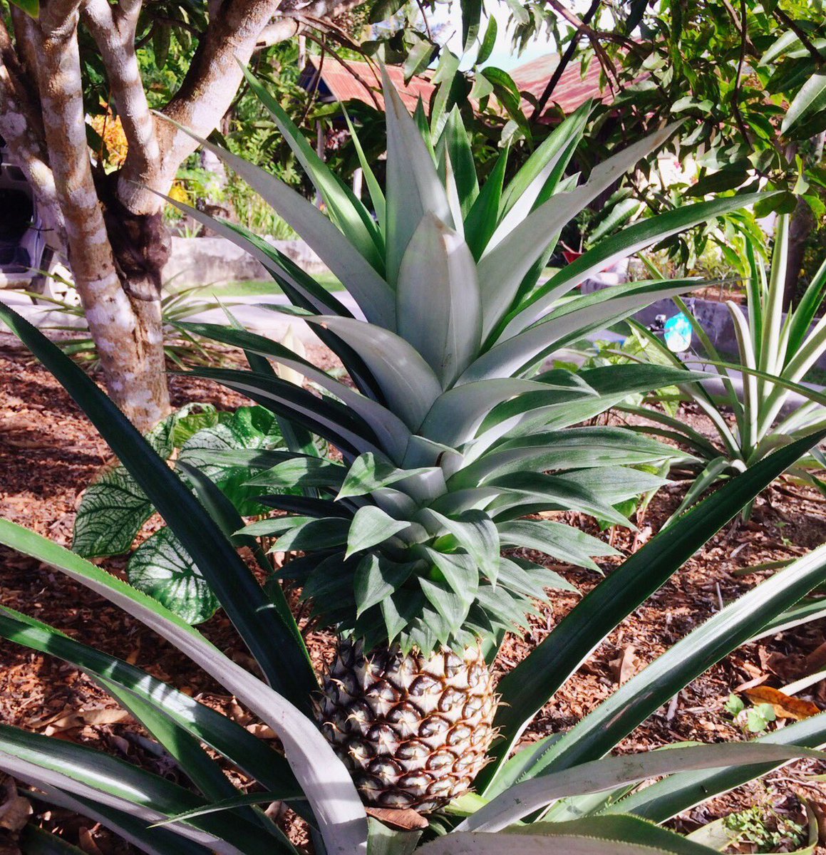 SakiKodama's tweet photo. #simelue
パイナップル🍍 https://t.co/1EOR0XgMqK