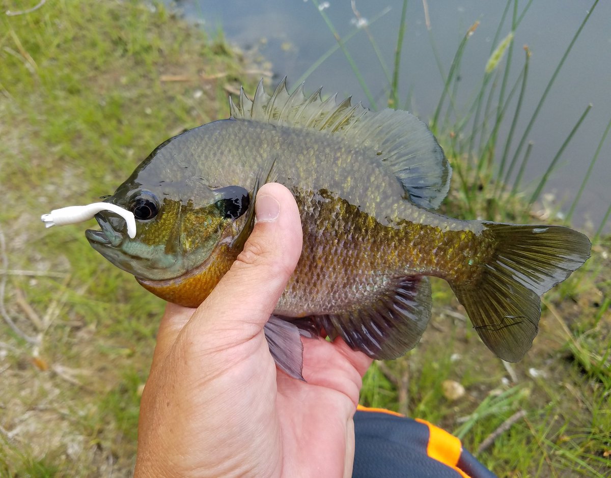 SFO303's tweet photo. A couple nice size pan fish on the Trout Attack #swimjig by Dynamic Lures
#troutattack #dynamiclures #sportfisheroutdoors https://t.co/OpX3Ci4QG4