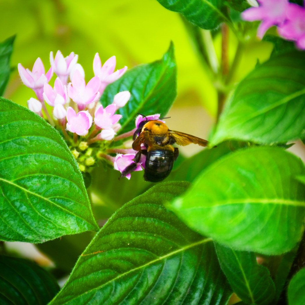 irinipass's tweet photo. Let us pollinate. #photography #nature #nikond7200📷 #bumblebee https://t.co/Ktr5Ebf9sD