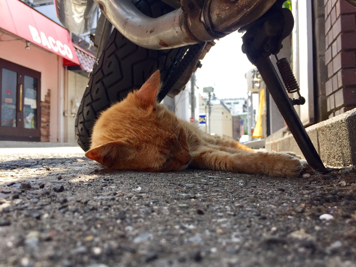 noracats's tweet photo. 54Hh Yuge defy https://t.co/wIn3cmdSpF
