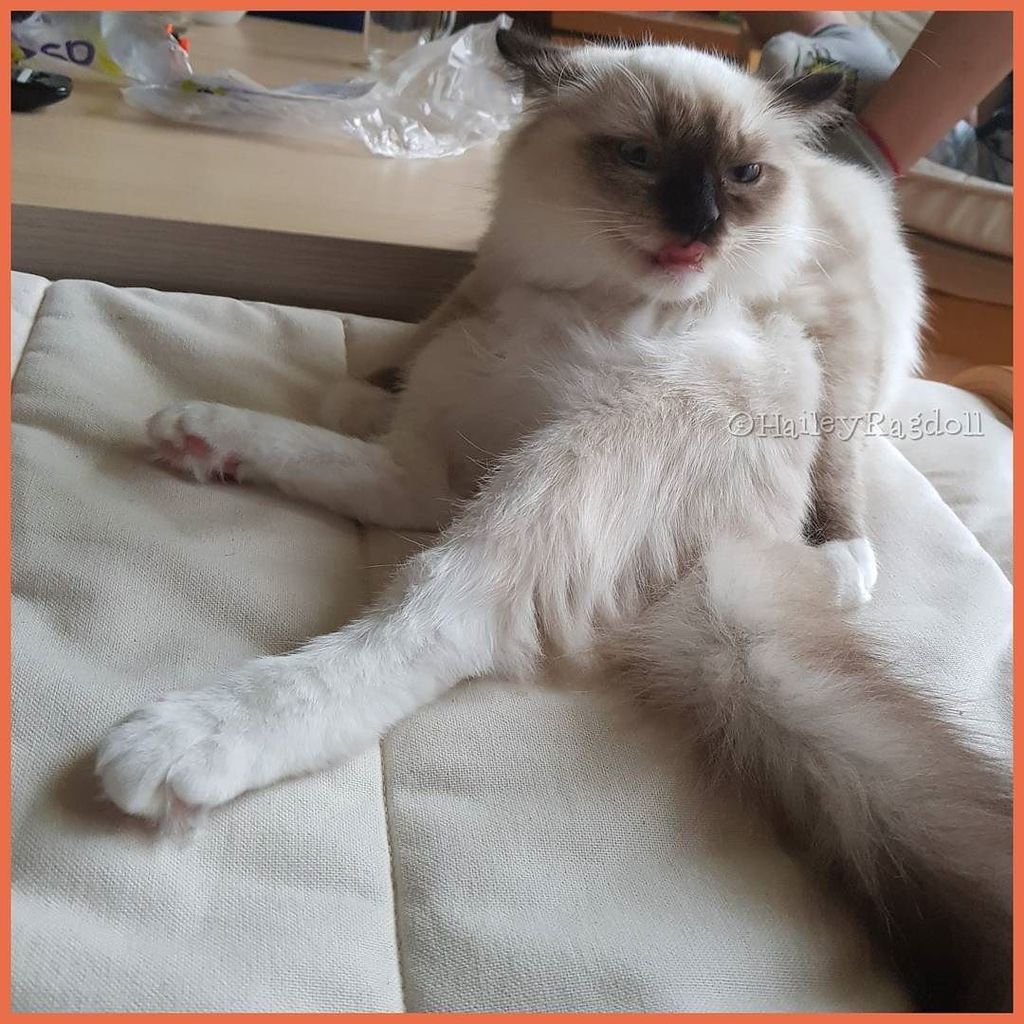 HaileyRagdoll's tweet photo. I did my best to deliver a derpic picture😸. Wishing you all a happy 👅#tongueouttuesday #derptastic #tuesdayfun .

… https://t.co/rRBKt3QFO9 https://t.co/UIleKOzC29