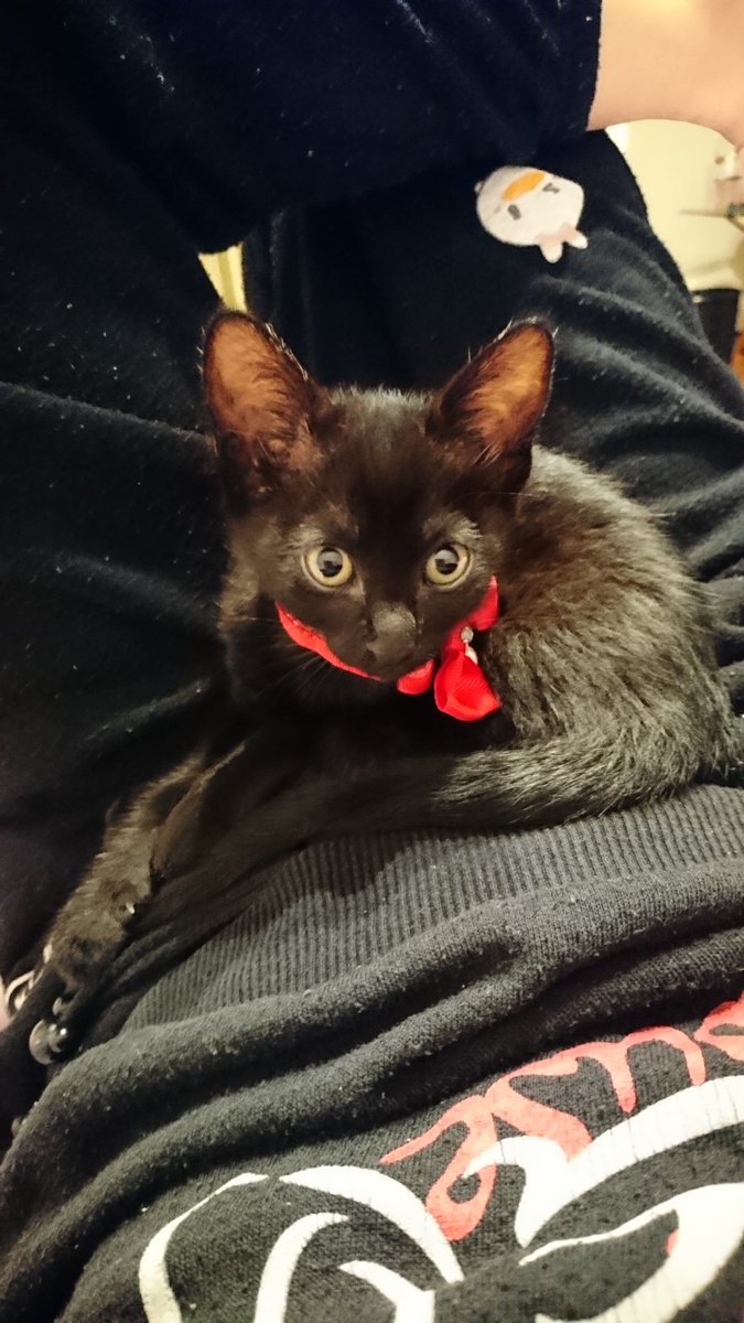 おてんば猫のジジ V Twitter ジジちゃまの名前は 魔女の宅急便のジジくんから ってことで赤いリボンの首輪を探して付けてみました どうどう 似合う おてんば猫のジジ V Twitter ジジちゃまの名前は 魔女の宅急便のジジくんから ってことで赤いリボンの首輪を探して付けてみました どうどう 似合う
