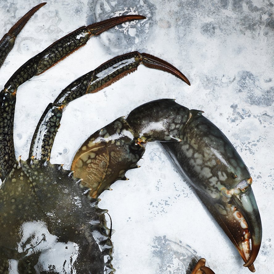 FRDCAustralia's tweet photo. This crustacean is classed as sustainable in 4 out of 6 jurisdictions of Australia. #fishfiles #frdc #catchoftheyear https://t.co/sfO0s2NWKk