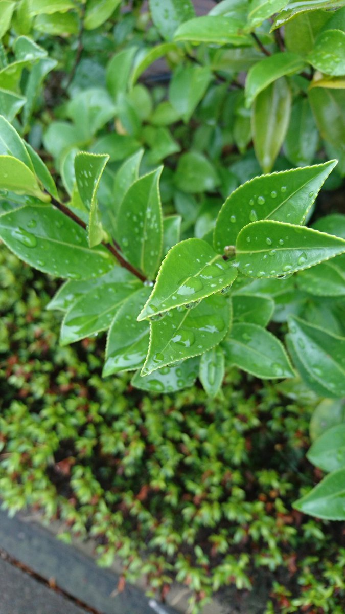 DJ05312416's tweet photo. #写真好きな人と繋がりたい 
#ファインダー越しの私の世界 
#写真で伝えたい私の世界 
#雨
#植物 https://t.co/DFiI1nbvmb