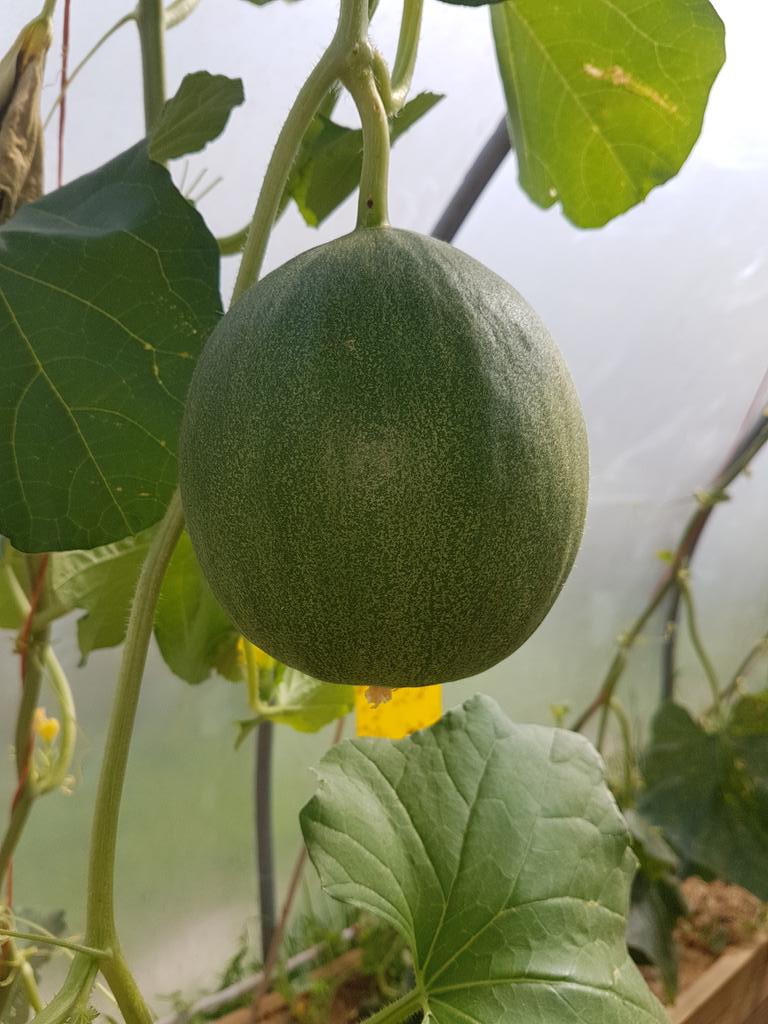 spacesforplaces's tweet photo. Sown and grown by the people we support, the project has it's first melon #growandsow  @Hftonline #Wiltshire https://t.co/LNqwXBaxfZ