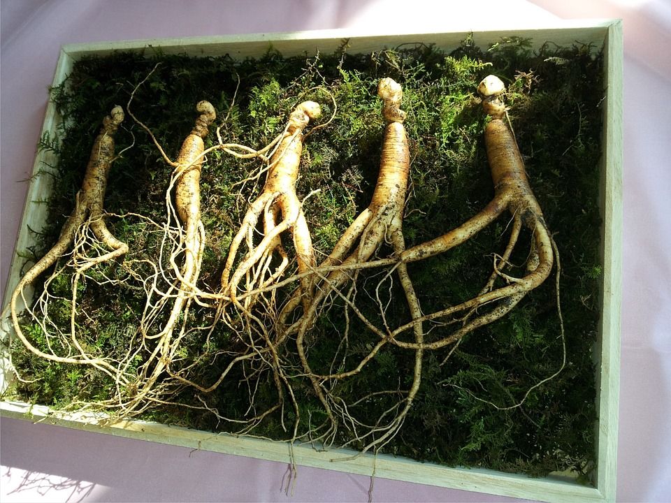 Jhortscib's tweet photo. Brazilian #ginseng produces insect moulting prohormone
https://t.co/MXFc48dQxO #phytomedicine #ecdysone https://t.co/jLqaNOESSn