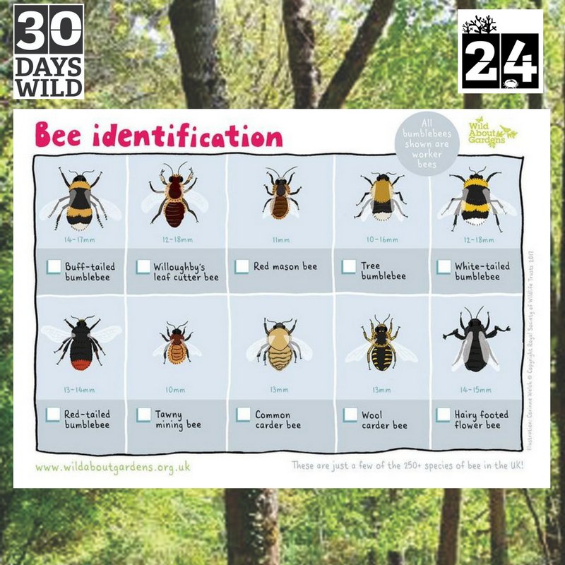 FerneAnimalSanc's tweet photo. What bees have you spotted this #weekend? #wildlife @Team4Nature300 https://t.co/n6dFYaUgOj