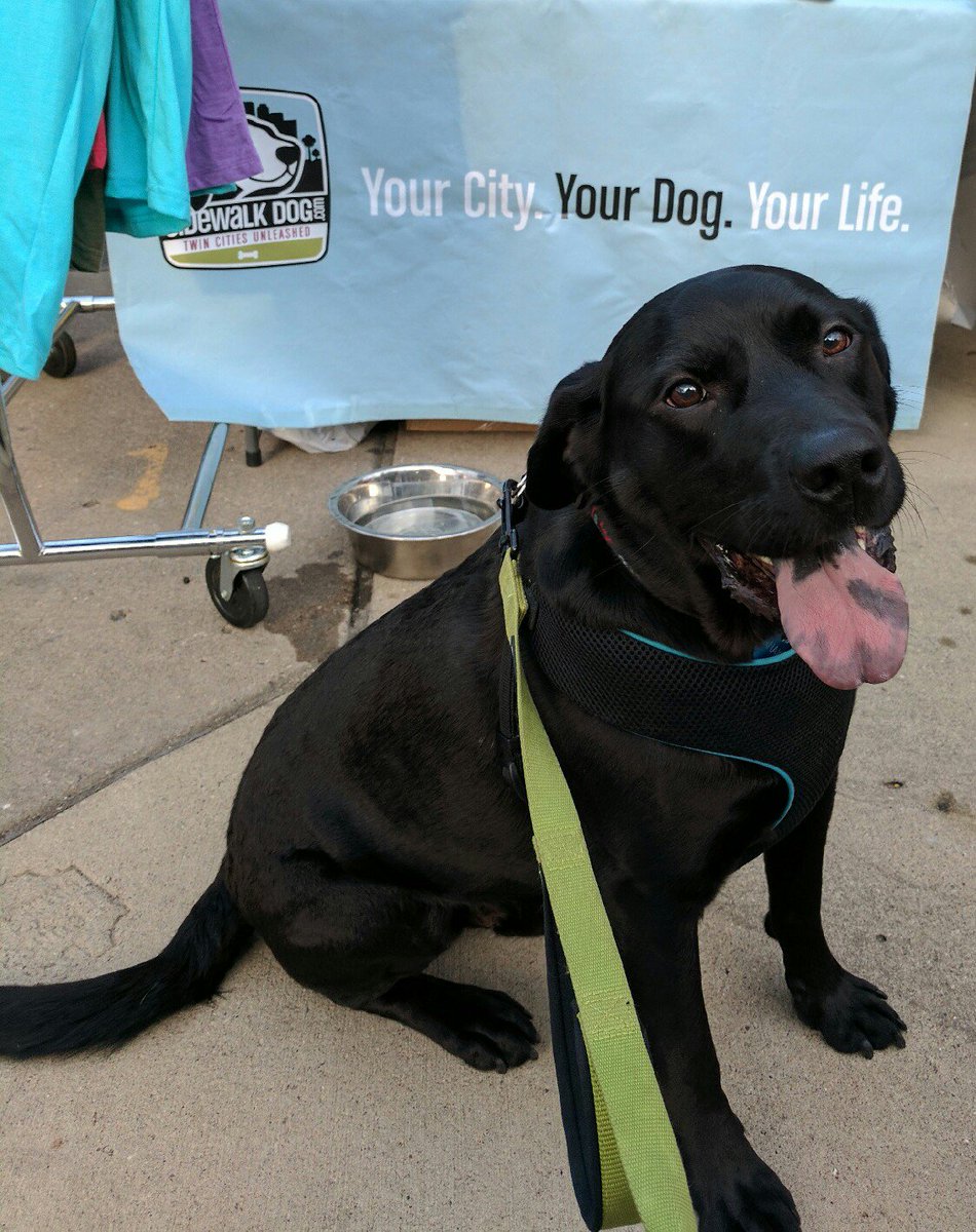 VerseManifest's tweet image. Jamie, Anakin and I walked in the #PupParade at @SisyphusBrewing this evening! @SidewalkDog