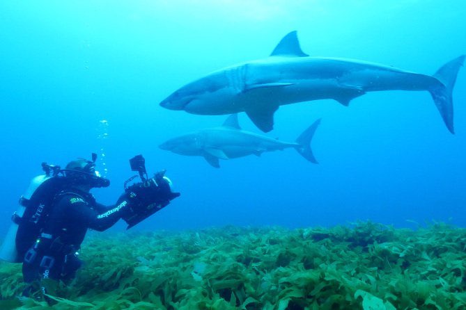 🎶🎵Let's hear it for the boys! Let's give them a 🤚 (fin)🎶🎵 #IsleofJaws #SharkWeek #Discovery #HelenAndLouise #SpringBreak2017 #GoodOdds