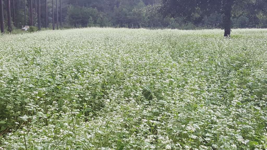 The buckwheat is in full bloom out on our farm