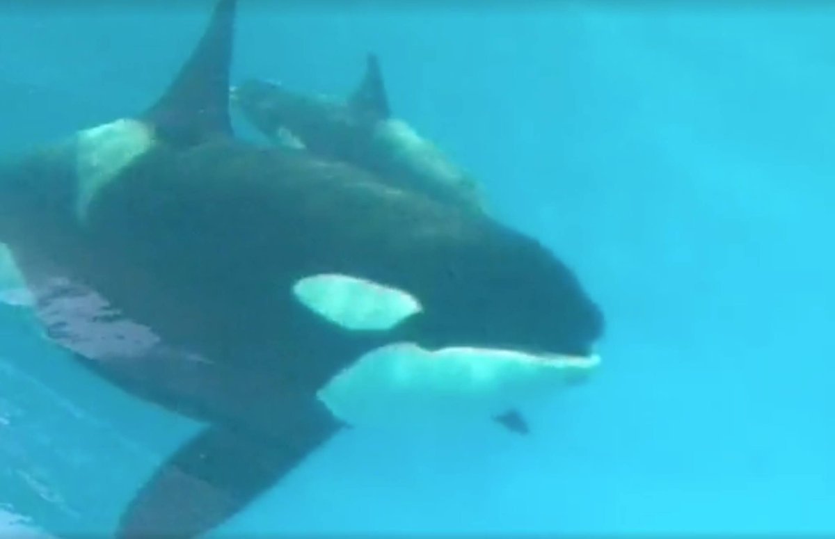 Dolphin_Project's tweet photo. Breaking: SeaWorld’s Baby Orca Kyara is Dead https://t.co/tADZc6Ekn0 #DontGoToSeaWorld #DolphinProject https://t.co/IthuPy87BE