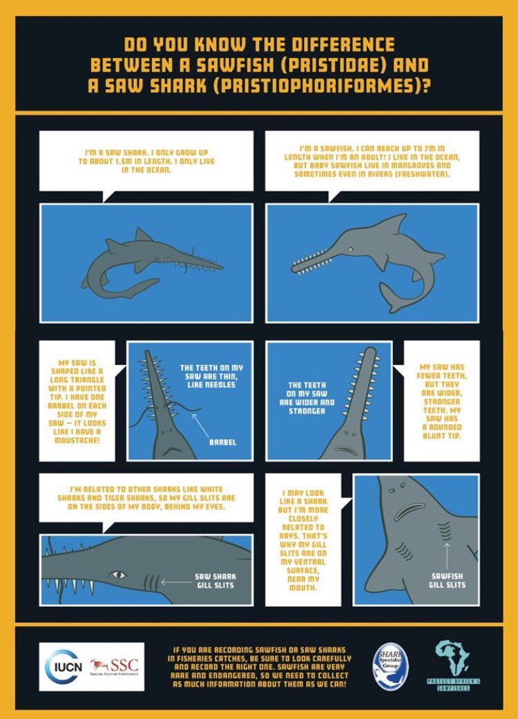 KatGledhill's tweet photo. Do you know the difference between #sawshark &amp; #sawfish? Great infographic by @Africas_Sawfish! #Sharkweek #aliensharks #alienshark https://t.co/46wyJwO2LG