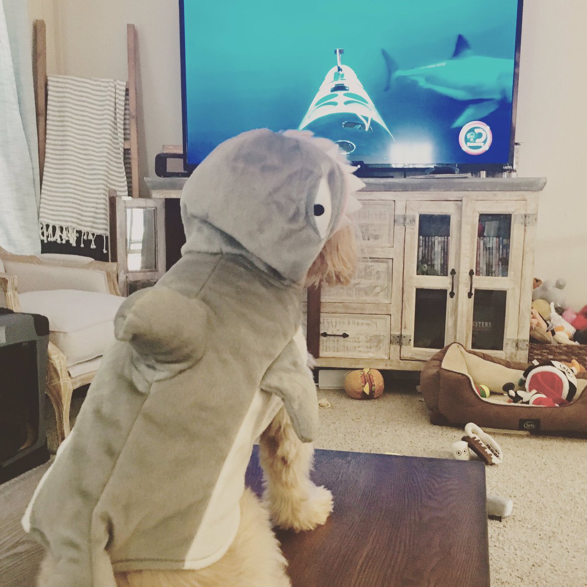 AmandaTrouba's tweet image. Just a normal afternoon at our house during @SharkWeek 🦈 #SharkWeek #DiscoveryChannel #FavoriteWeek