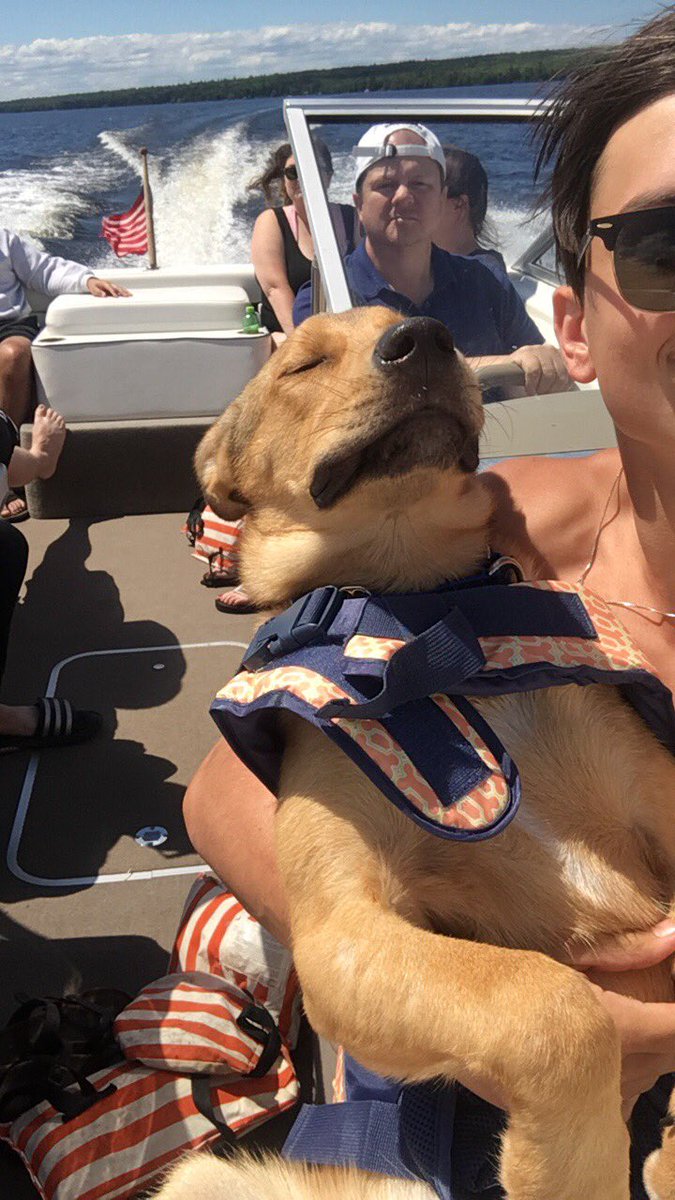 collinforeman11's tweet photo. update: so in love with my little big puppy zoey 😍 https://t.co/tTlfrMdZdj