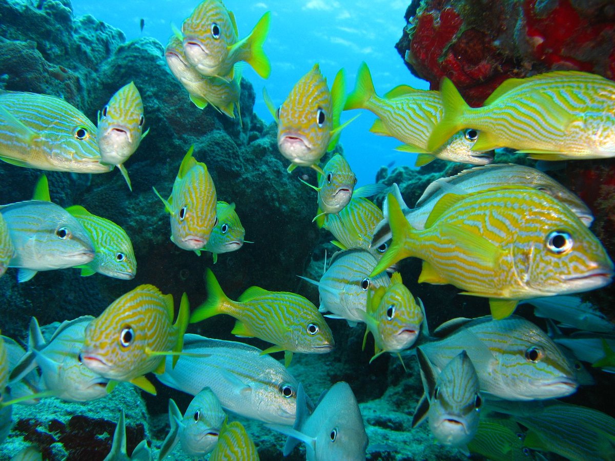 MissionBlue's tweet photo. 7/26 is the LAST day to submit your comment to support our sanctuaries! #Conservation NOT #Exploitatation https://t.co/WHkRJvtDhz https://t.co/WIxwrczZ19