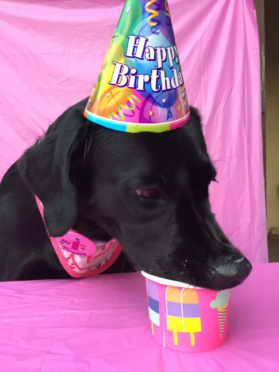 Lor69's tweet photo. Birthday girl !! #labradorsofinstagram https://t.co/yVFEKZHfq8