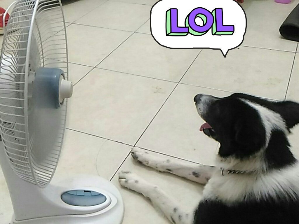 alkrishardinal's tweet image. Lagi ngademm
.
.
.
#doglovers
#max