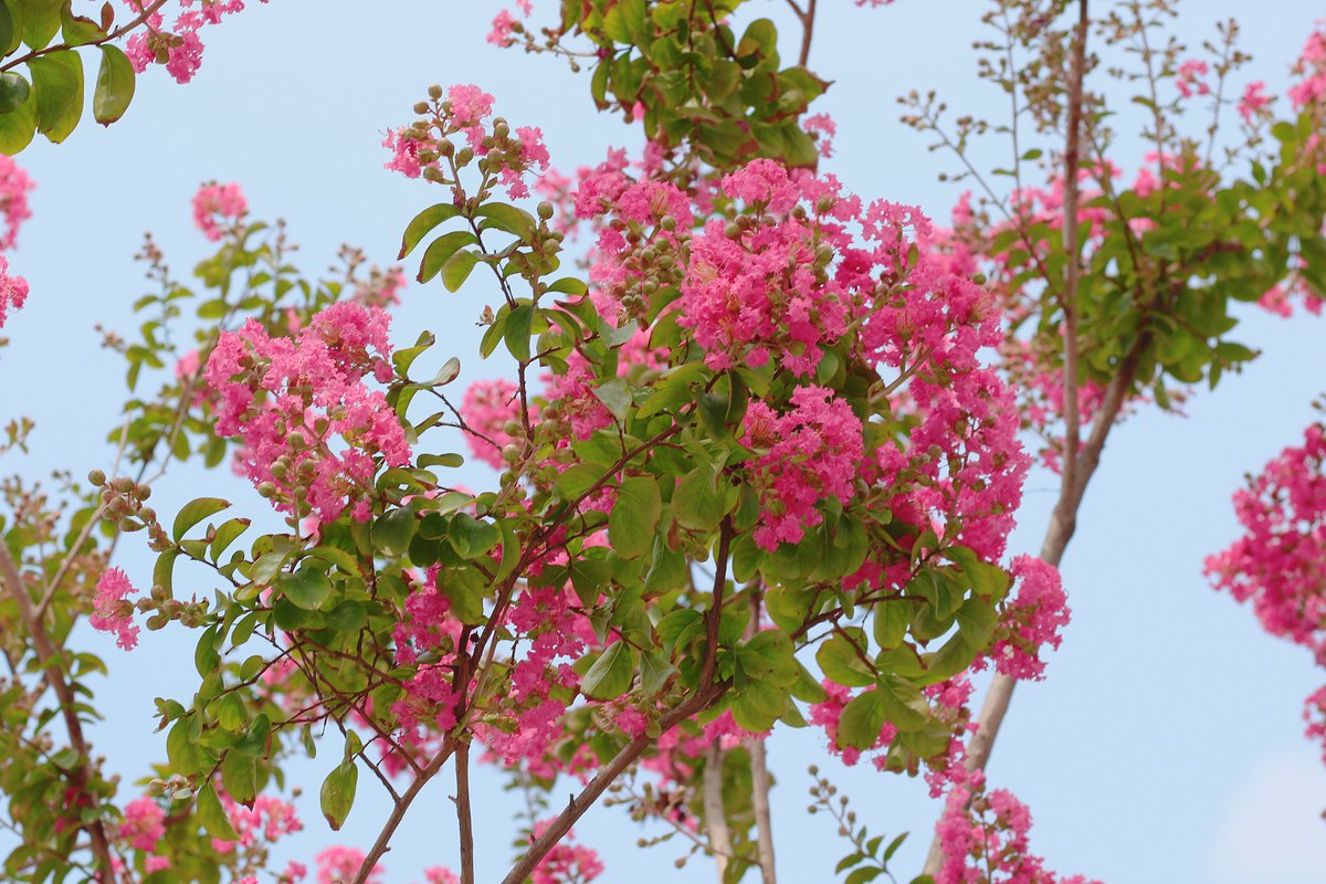 경주말고 서울에도 있어요, 예쁜 #배롱나무!
서울로로 오세요, 우리 모두 꽃길만 걸어요~
#서울로7017 #서울로 #트리플래닛 #반려나무