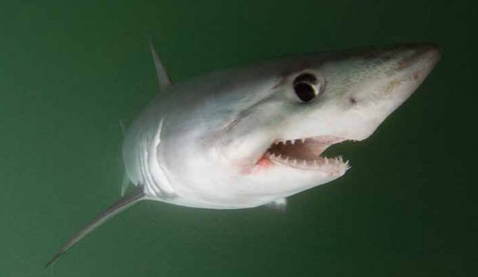 jimwharton's tweet photo. Never heard of a porbeagle? Here's a conservation fact sheet from @SharkAdvocates https://t.co/sS6kFbSvOK #SharkVortex #SharkWeek https://t.co/QCRJQgY9jc