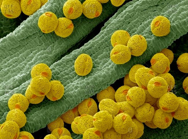 NDalton143's tweet photo. This is a scanning electron microscope image of male pollen grains on a Bellflower! #bio120sum17 #tripletweet @NutmegSomething https://t.co/UYl9MOnnU5