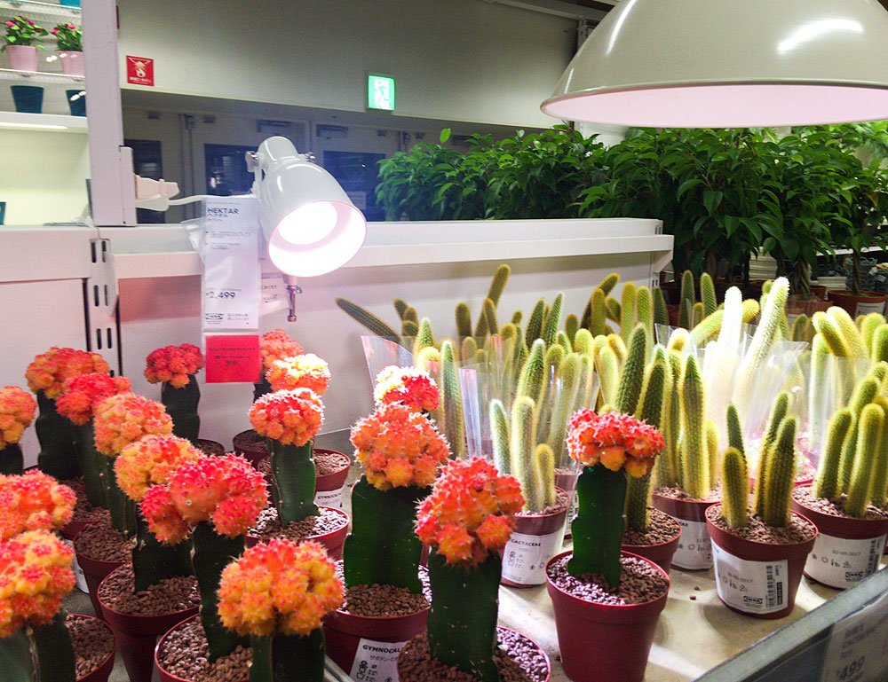 Kobi 無印良品有楽町店リニューアル中 イケア植物売り場 水遣り中の悲劇 ばんちょうのシークレットガーデン 植物の育て方 T Co Fnmqv5aeq5 無印良品有楽町店 Ikea イケア