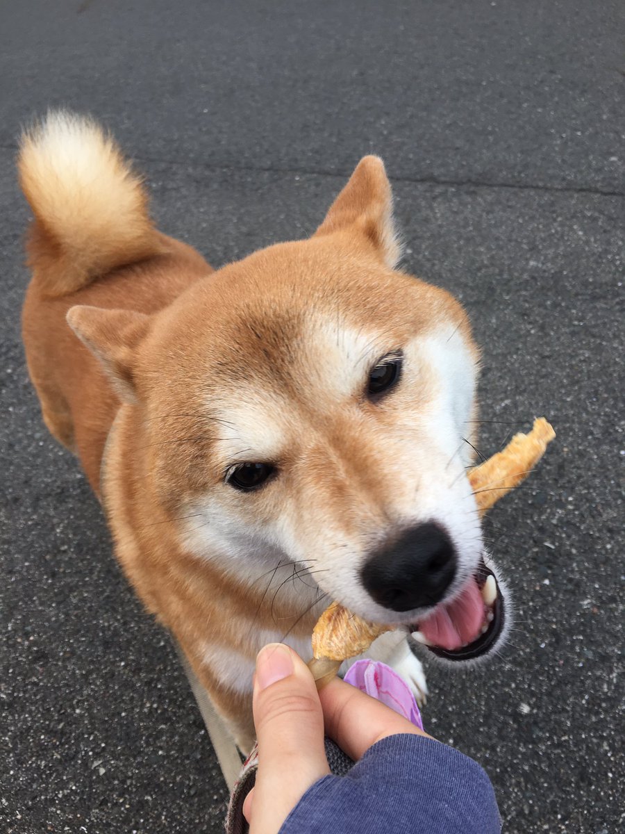 shibainu_dorei's tweet photo. タロウさんのお母さんから、ウマウマもらったし、お仕事💩もしたのに散歩を続ける?ダメウーマン! #shibastagram #柴犬 #shibainu #ふくさん #shiba_snap #dofsofinstagram #イヤイヤさん #笑顔で散歩拒否 #ブルゾンふくこ https://t.co/LWrYbWyV92