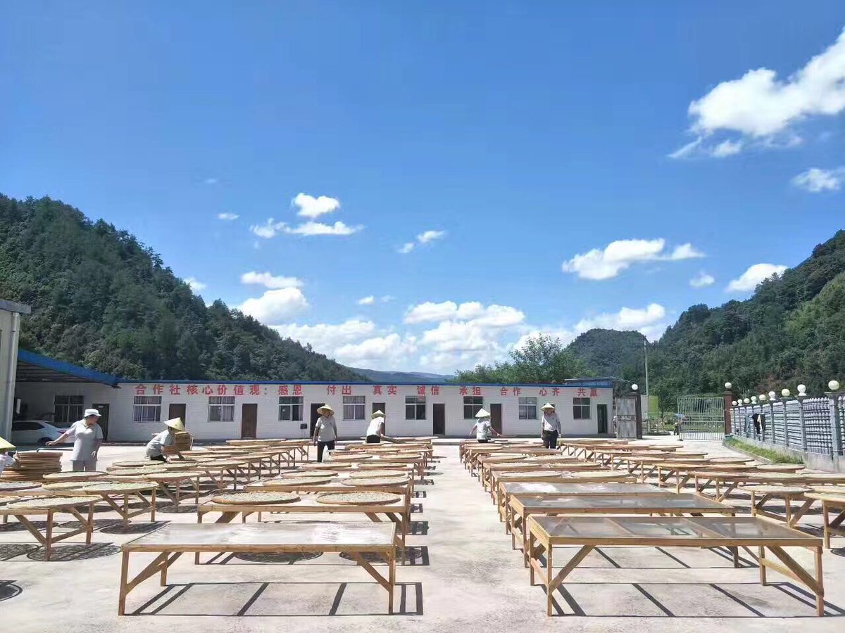 Moyeam1835's tweet photo. Fresh air and blue sky, we dry the moyeam snow-white tea https://t.co/X52cLTchOf