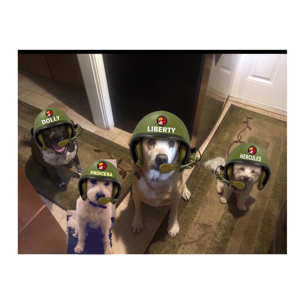 We4Dogs Dolly, Princesa,- Liberty 🌈, Hercules 🌈 tweet media