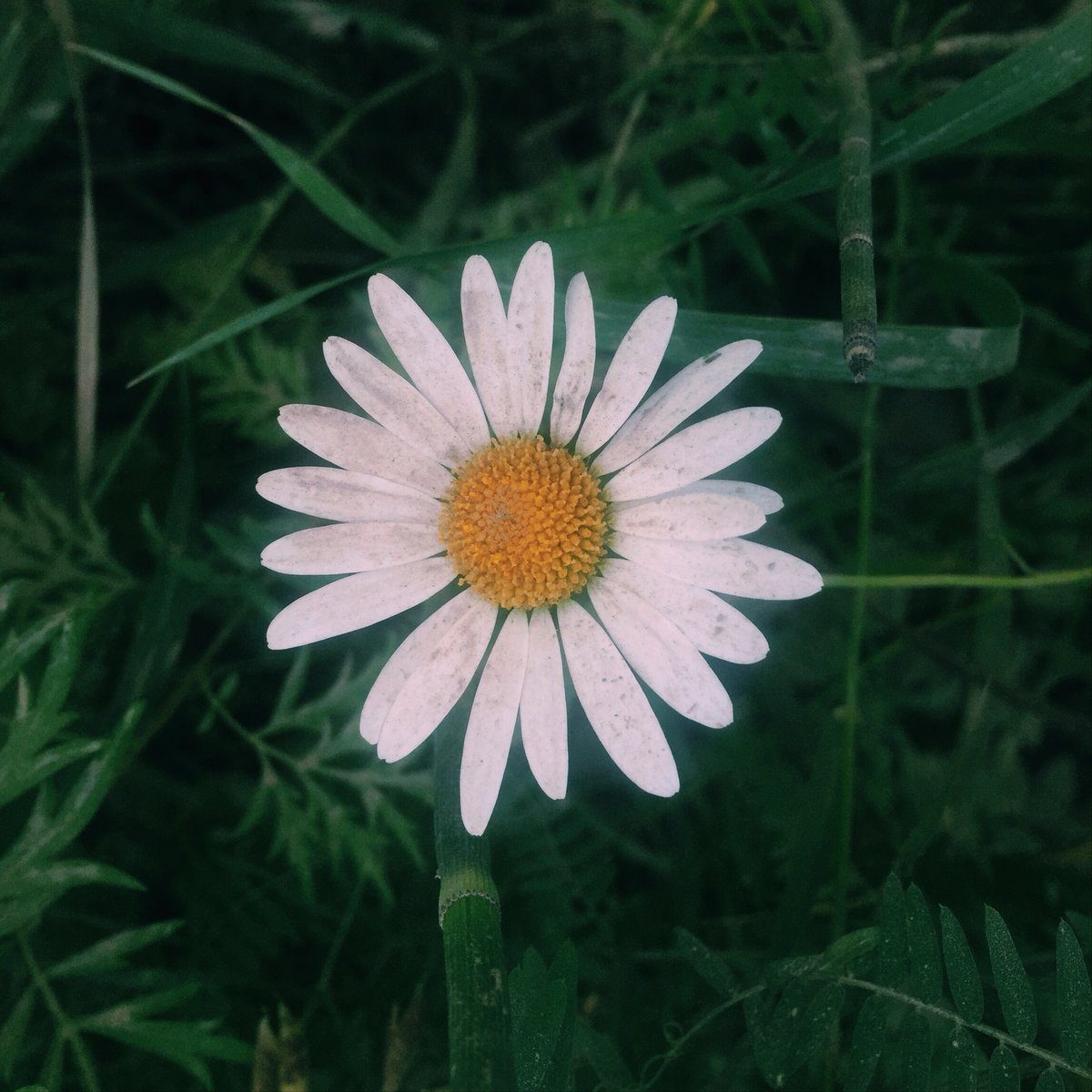 shchedrinova's tweet photo. Доброе утро🌿 https://t.co/yypVr2Pr6S
