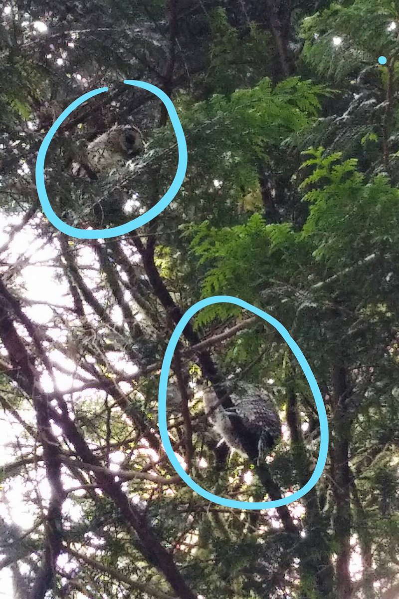 InterFitSociety's tweet photo. You can the see Vancouver's whoo's whoo on our amazing trails

#accessibilityforall https://t.co/FuULX0ofUJ