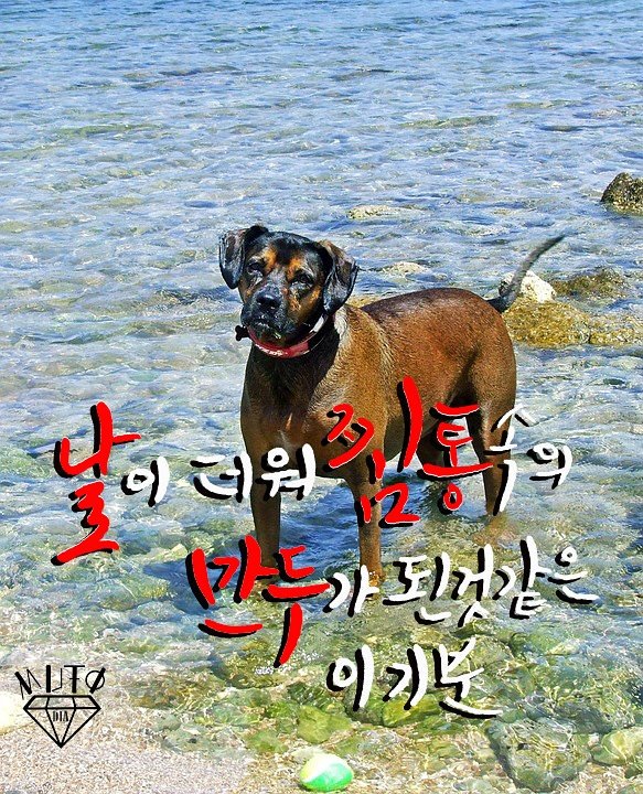 [Calligraphy]
마카(Marker) - 1,2, 붓(Brush) - 3,4
Copyright ⓒ 2017. Mutodia (All rights reserved.)

#캘리그라피 #캘리러_트친소 #캘리러 #calligrapy #손글씨