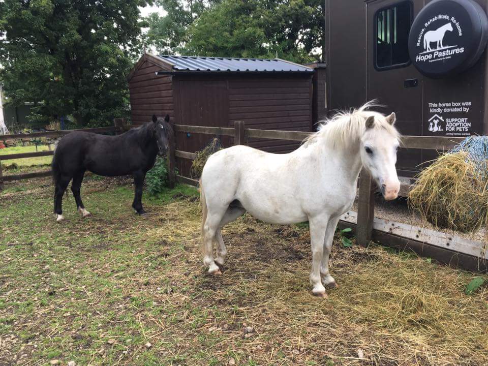 HopePastures's tweet photo. Polly and Bella need a special home please #RT #charitytuesday #Leeds #ponies  https://t.co/xe5casKQf7 https://t.co/SiRQB2BPzh