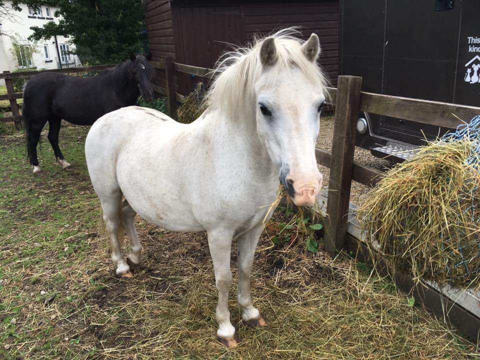 HopePastures's tweet photo. Polly and Bella need a special home please #RT #charitytuesday #Leeds #ponies  https://t.co/xe5casKQf7 https://t.co/SiRQB2BPzh