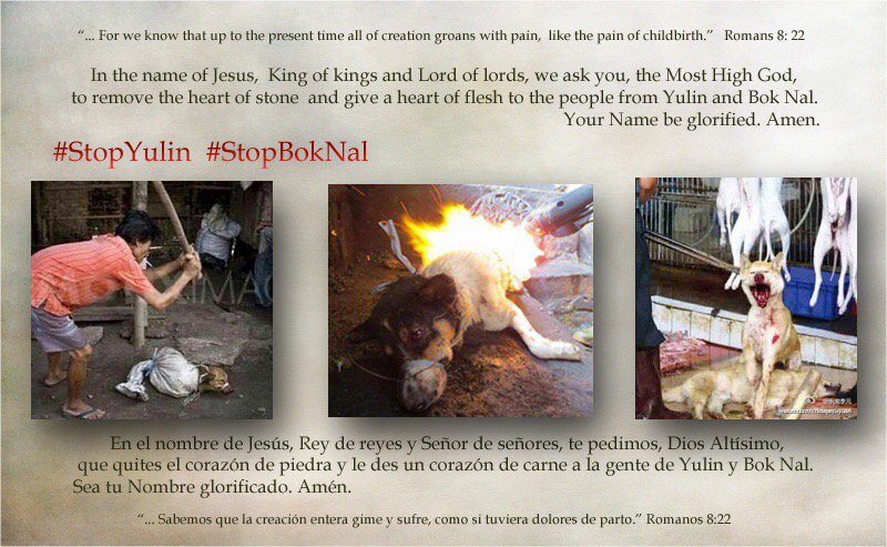 girasol2201's tweet photo. #StopYulin #StopBokNal #MartesDeMotivación #ThursdayMotication https://t.co/msgmvdFBLv