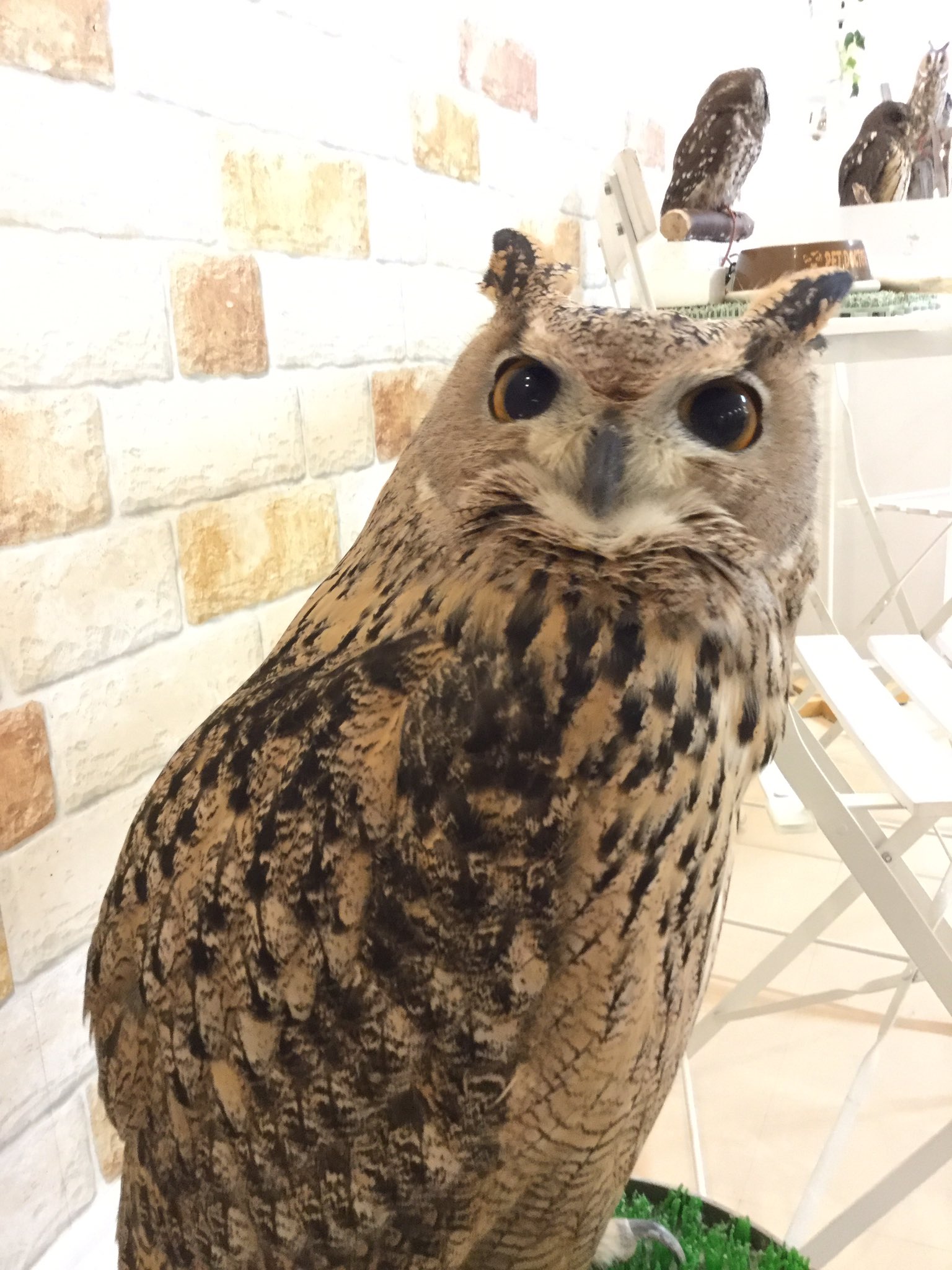 ギンザアウル Pa Twitter こんなに大きいベルでも 細くなる時があるんですね ギンザアウル 銀座 ふくろう フクロウ 梟 ミミズク みみずく 木兎 ワシミミズク イラメニアンワシミミズク ベルトルト ビックリ 細い 枝 擬態 Ginzaowl Ginza Owl