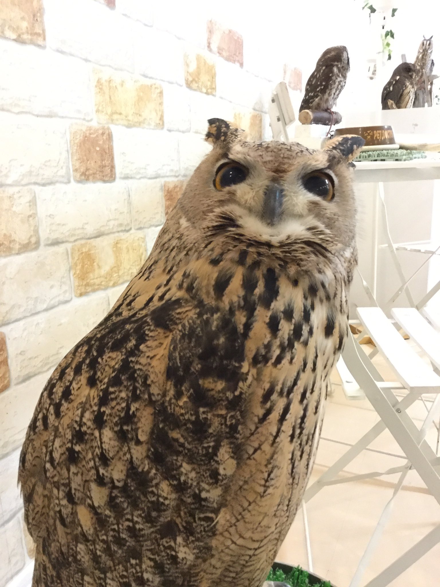 ギンザアウル こんなに大きいベルでも 細くなる時があるんですね ギンザアウル 銀座 ふくろう フクロウ 梟 ミミズク みみずく 木兎 ワシミミズク イラメニアンワシミミズク ベルトルト ビックリ 細い 枝 擬態 Ginzaowl Ginza Owl