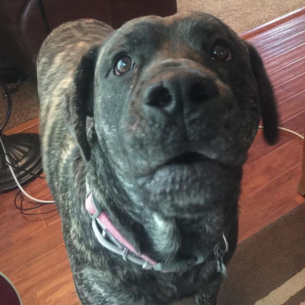 MikeAlanMusic's tweet photo. #mybuddy
#DaPiggs
#pigglesworthswag
#everyonesbestfriend (=
#insertcaption
#smile https://t.co/a8EzpWNwZN https://t.co/kH66V1PhFL