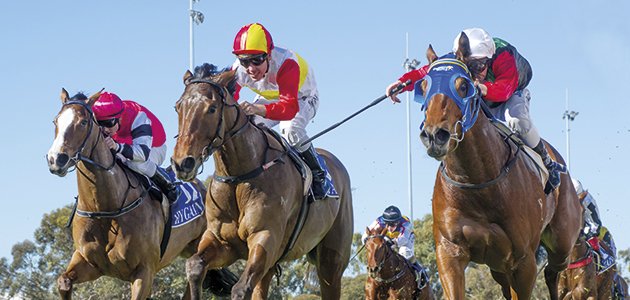 Mortlake jump-outs tomorrow (26/7) with great numbers attending for gallops and jump-outs.
Catch all the action from 9am for the 1st heat.