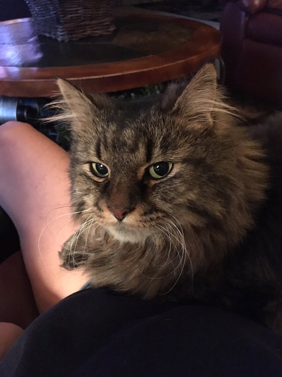 nogolfcart's tweet photo. Muffin's got game, keeps beating me at Mouse Trap 😂😂 ✌🏻❤️🦋 https://t.co/NRuMiRZ9b6
