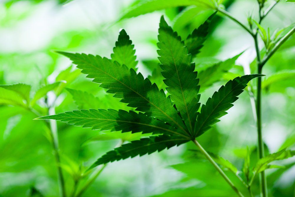 lift_events's tweet photo. Hemp is naturally resistant to pests and weeds https://t.co/niHK3PELTA highly reliable as a cash crop! https://t.co/E3MdFCWRRn