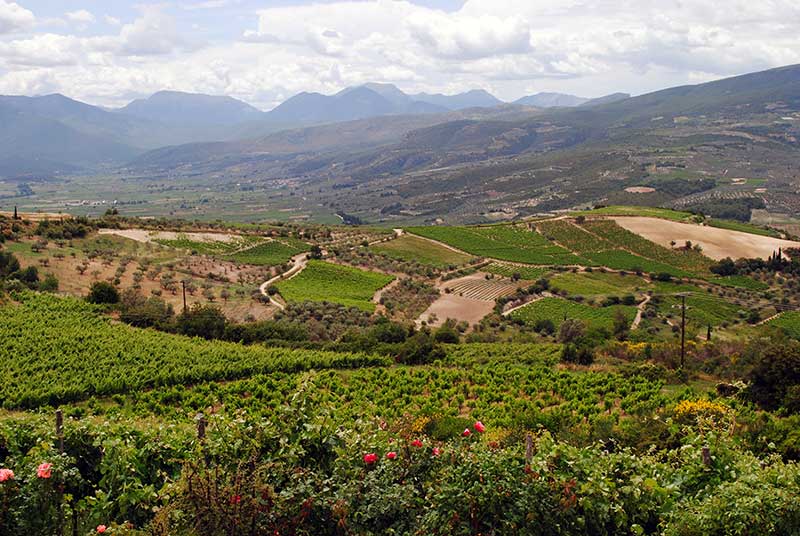 Fetakoch_de's tweet photo. Wir waren in Nemea, der bedeutenden Weinregion Griechenlands und haben Winzer @SemeliWines @GaiaWines besucht. https://t.co/dOznALtDRU https://t.co/Mdr87A33yR