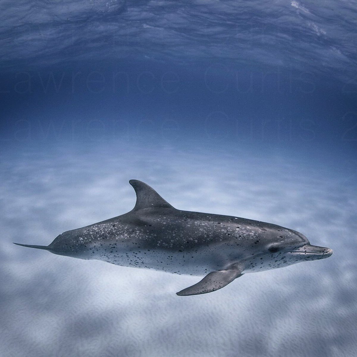 cetacea528's tweet photo. Because dolphins are awesome too! #sharkweek #dolphinsneedaweek #oceans #dolphinweek? https://t.co/gskNtEax6m