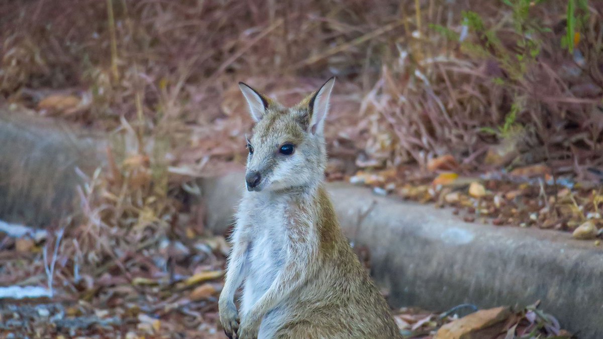 kevin_lebre's tweet photo. Cute little #wallabi hanging around our car 😍 #travel #australia #explorersway #katherine @AusOutbackNT More pics: https://t.co/70OrDSJ5M4 https://t.co/1Q5NrrfJBs