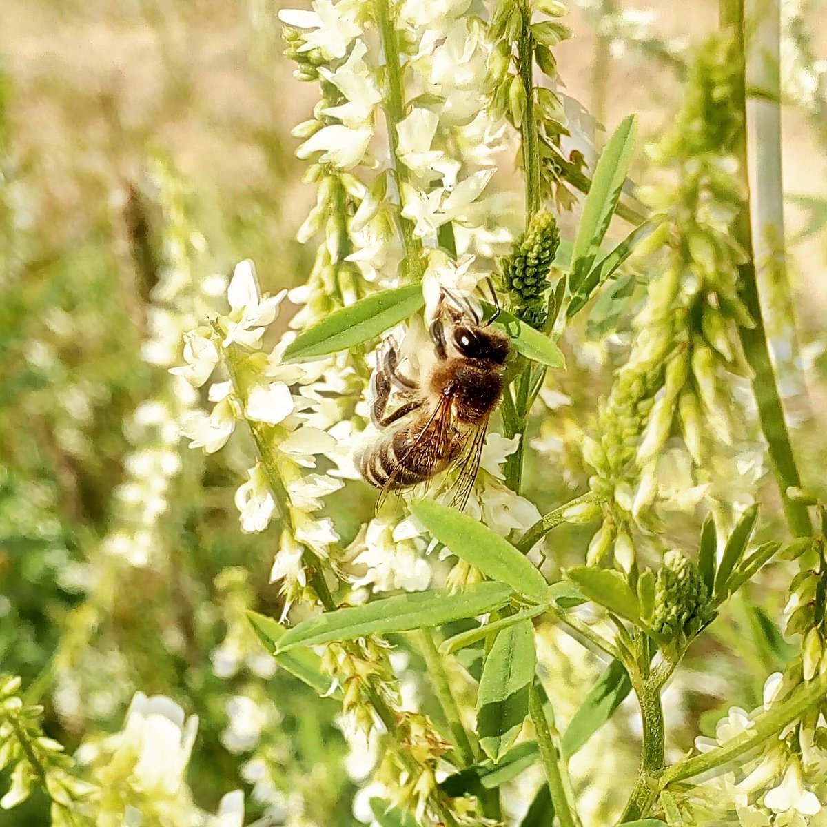 vitebskmiod's tweet photo. #Пчёлка собирает #нектар с цветущего #донника.

#мёд #hunterbees #Beekeeper #donnik #bees #донник #beehive #honey #nectarflow #stronghive https://t.co/ZhB88ll5ZS