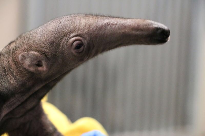 AggroAnt's tweet image. My worst enemy.

#AntProblems