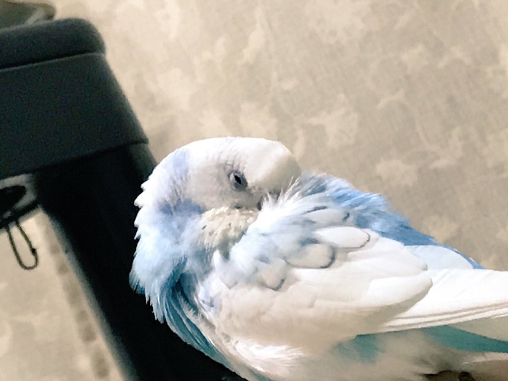 lulu (@lulu_MYRN) on Twitter photo 25/07/2017 08:43:19 お友達がいなくなってはや2日とても悲しい😢 誰か傷を癒してください笑笑 帰ってこないかな #迷子のインコ #島原 #セキセイインコ お友達がいなくなってはや2日とても悲しい😢 誰か傷を癒してください笑笑 帰ってこないかな #迷子のインコ #島原 #セキセイインコ