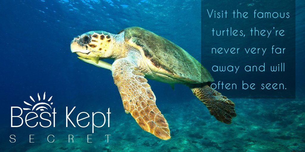 turkey_villa's tweet photo. Nearby #Ölüdeniz offers white sandy beaches and the opportunity to go turtle spotting as the famous sea turtles are never far away 🐢 #Turkey https://t.co/o4Y88d8gRi