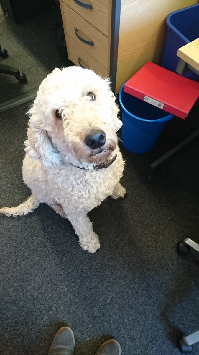 PaperRoundBN1's tweet photo. We have a visitor today! Blue! #dogsinrecycling https://t.co/A6GXJthLaz