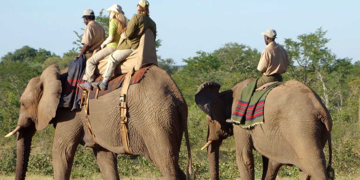 MoveTheWorld's tweet photo. The tragic death of a tour guide in Zimbabwe is a reminder that elephants are wildlife, and #NotEntertainers: https://t.co/2G67aQU5uV https://t.co/qyo65IqzyA
