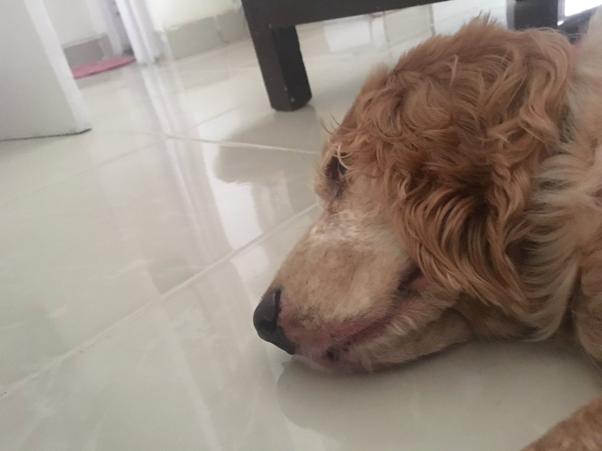 TBLTravellers's tweet photo. Siesta time! #doggy #BabyTaurus https://t.co/QDPOMZOByv